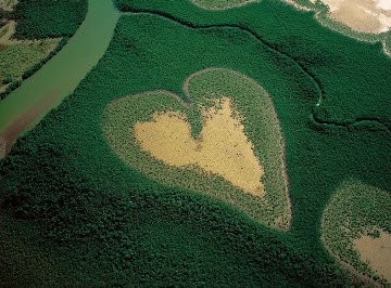 하트-뉴 칼레도니아 맹그로브(강어구,해변에 생기는 숲).jpg